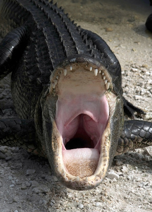 Image of a gator